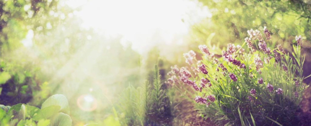 The Healing Power of Aromatic Gardens